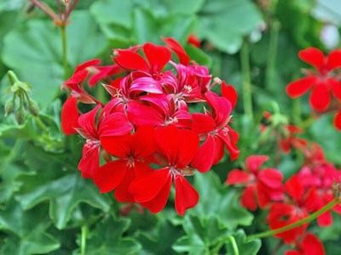 ペラルゴニウム/ゼラニウム花言葉