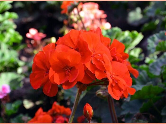 春から初夏にかけて可憐な花「ペラルゴニウム(pelargonium)ゼラニウム(geranium)」