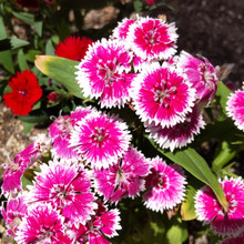 【動物園の花壇の満開の花】花もちが非常に良い「神の花」♡この花は「大和撫子」?