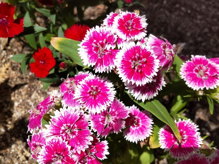 【動物園の花壇の満開の花】花もちが非常に良い「神の花」♡この花は「大和撫子」?