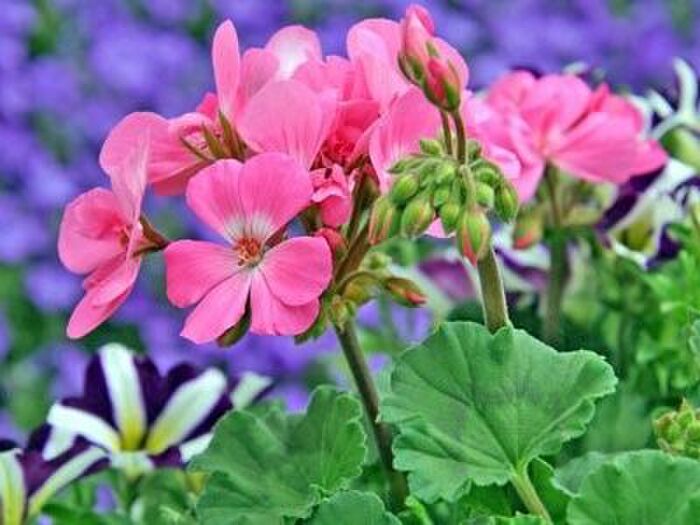 ペラルゴニウム/ゼラニウムの植栽