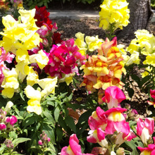 衝撃の事実は本当か?怖い!金魚草が枯れた後におこる心霊現象?ゾゾーッ!「ドクロ」が出現ーー?!