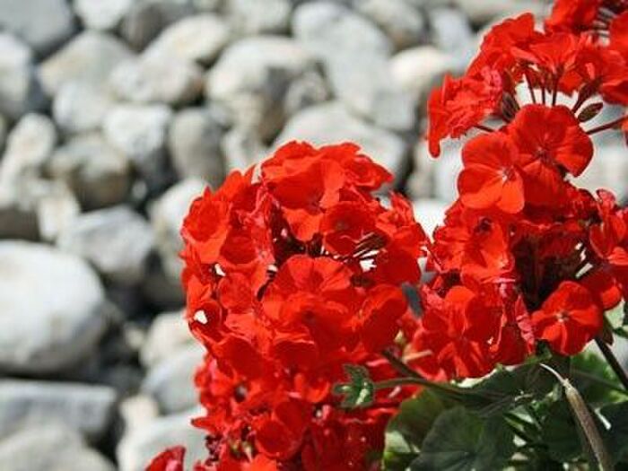 ペラルゴニウ/ゼラニウムのお手入れ