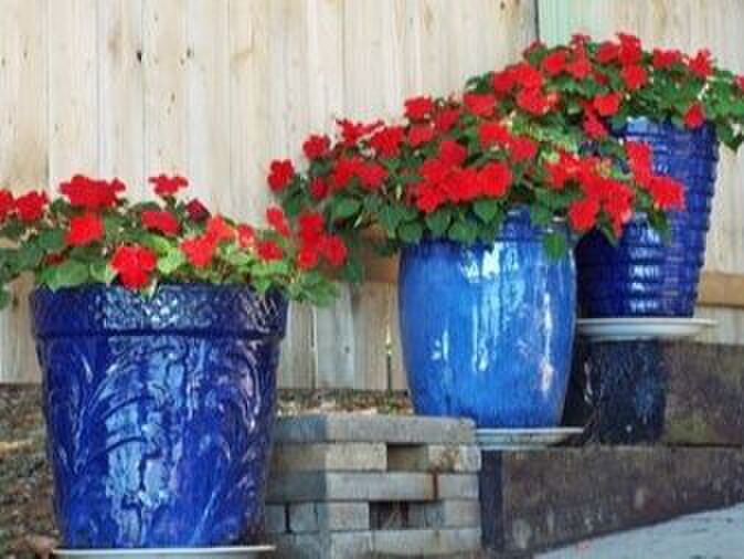 ペラルゴニウム/ゼラニウム種類