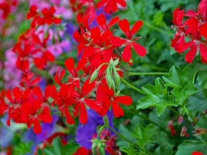 ペラルゴニウム/ゼラニウムの特徴