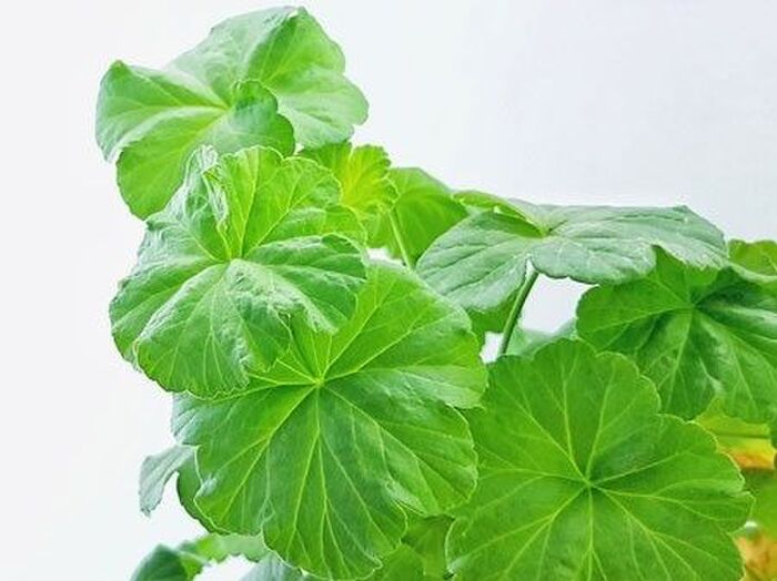 ペラルゴニウム/ゼラニウムの病気対策