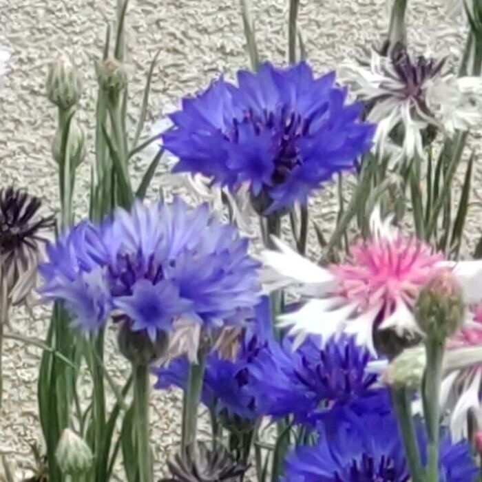 【怖いけどーー!!花にまつわるいい話】ツタンカーメン王の棺と共に発見された花!花言葉は「永遠の愛」