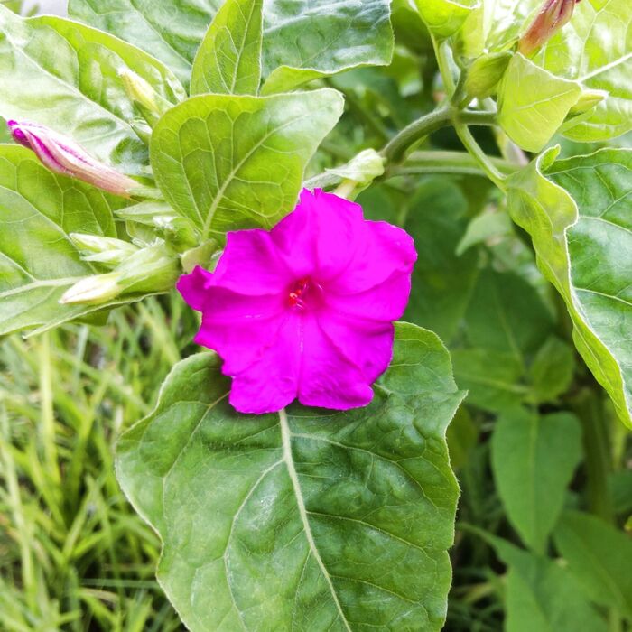 【梅雨~夏場の道端の危険な植物】オシロイバナって【毒】があるの?種で化粧ごっこは危険?