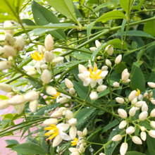 【梅雨時期の道端】赤い実、お子様がままごと遊びに使いそう。ダメ!のど飴で有名ですが「毒」ありです!