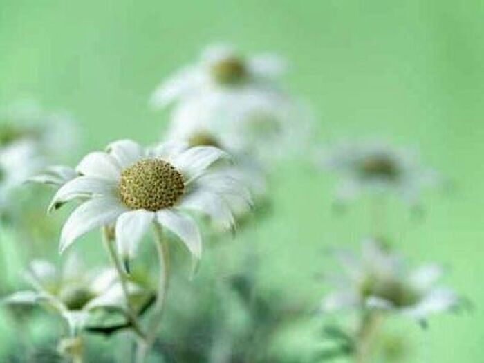 フランネルフラワー花言葉