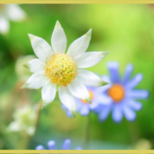 少し緑がかったかわいらしい白い花「フランネルフラワー/Flannel flower」
