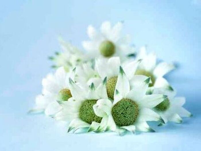 フランネルフラワーお手入れ