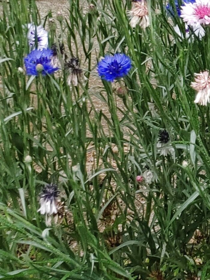愛が永遠に続いていることを象徴する花