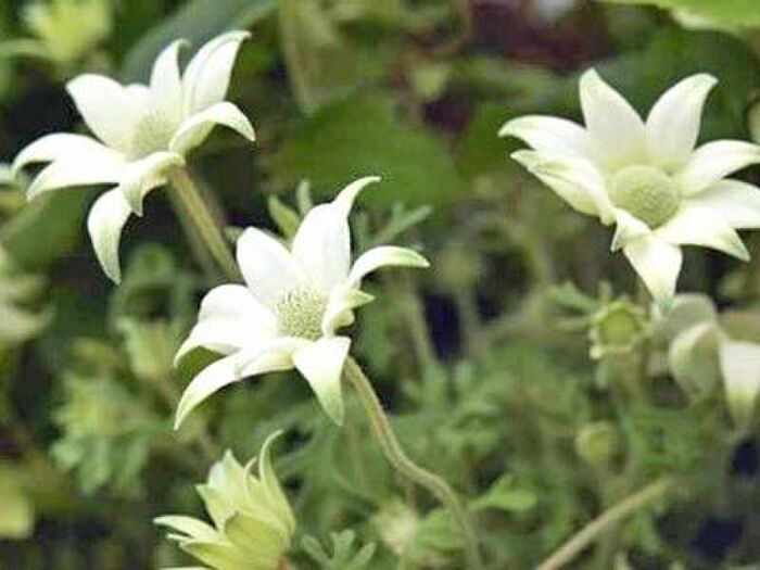 フランネルフラワー種類