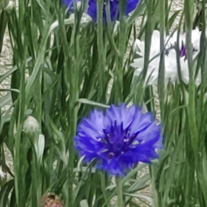 ヤグルマソウの花言葉は「繊細」「優美」「教育」「信頼」「誠実」「楽しい時間」「永遠の愛」