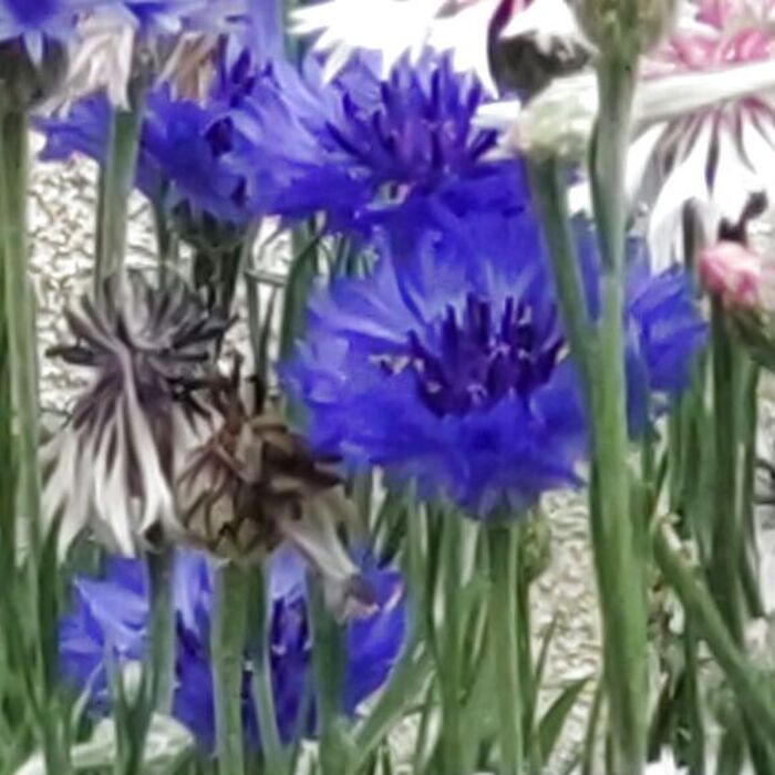 この植物は「ヤグルマギク」。和名は「矢車草(ヤグルマソウ)」といいます