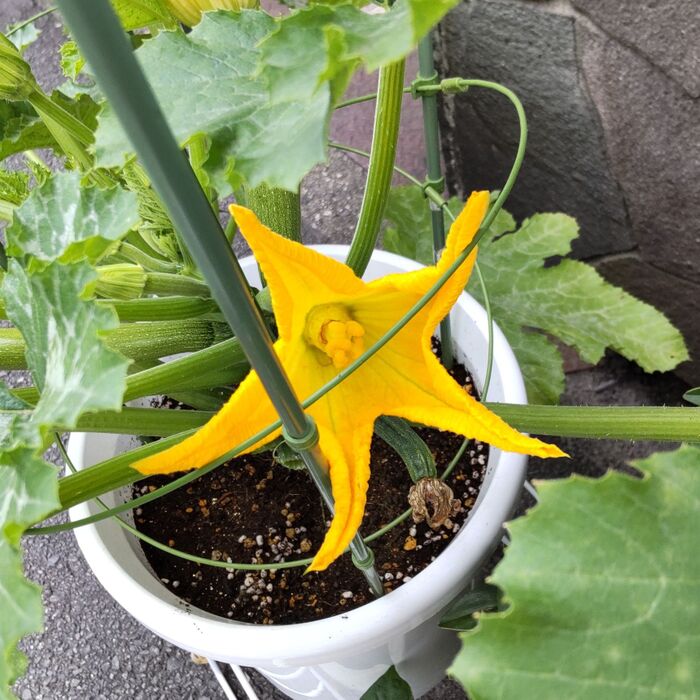 【道端の不思議な植物】ビックリ!大きな星のような、ヒトデのような、この花は、何者?