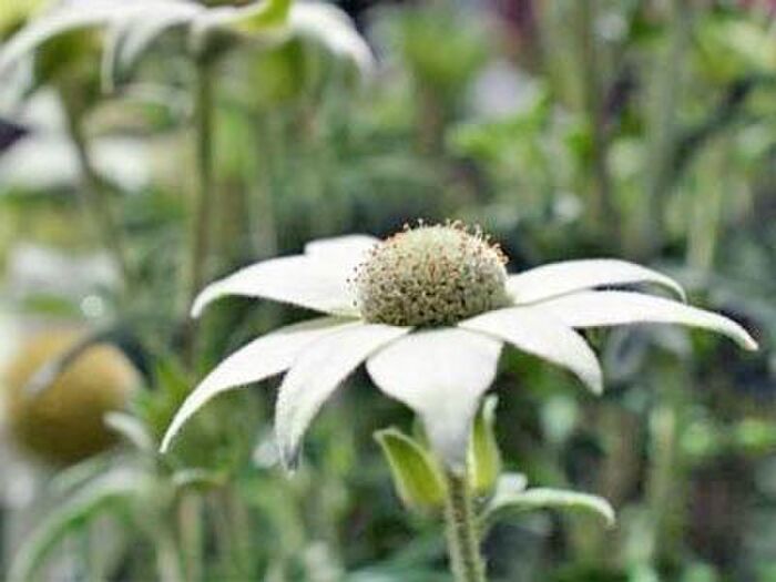 フランネルフラワー病気対策