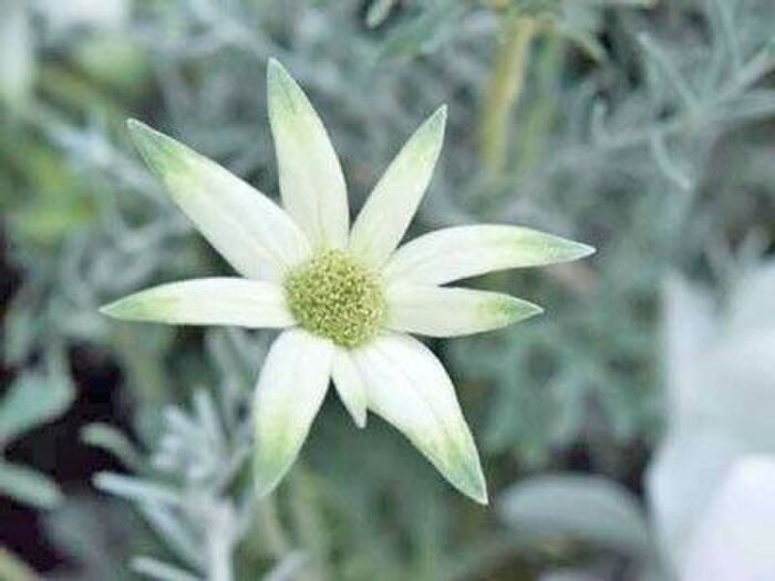 フランネルフラワー特徴