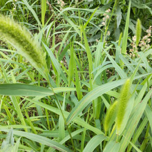 【6月空き地の雑草】「ねこじゃらし」で猫と遊ぶと楽しそう!ダメ!危険ーー!死を招くこともあるんです。