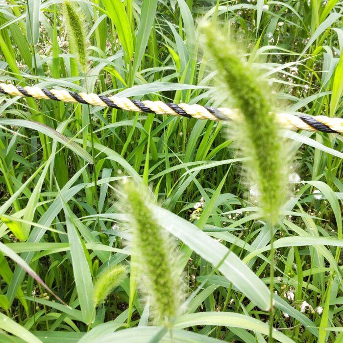 この植物は「エノコログサ」(猫じゃらし)です。漢字で「狗尾草」と書きます。