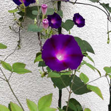 【梅雨時期の道端の植物】ハートの葉を持つ「朝顔の仲間」?危険!「朝顔」の仲間は、どの部分に毒がある?