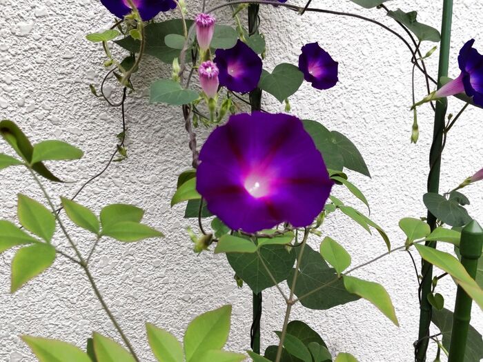 【梅雨時期の道端の植物】ハートの葉を持つ「朝顔の仲間」?危険!「朝顔」の仲間は、どの部分に毒がある?