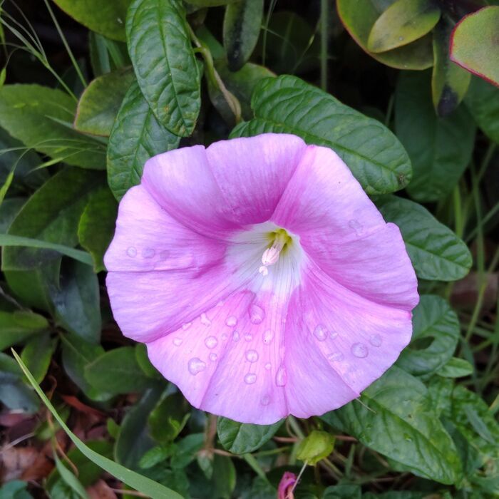 朝顔の種類は花の中でも非常に多く約1600種類もあるんですって!