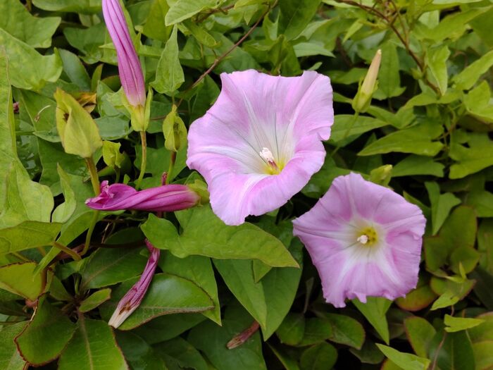 朝顔には、危険も潜んでいるんです。朝顔は種に毒あり(チョウセンアサガオは、すべてに毒あり)