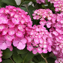 【6月紫陽花に潜む危険】ペット、人も注意!梅雨の風物詩「カタツムリ」に潜む危険?超危険な寄生虫とは?