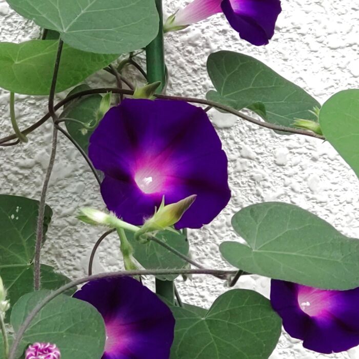 この朝顔は「マルバアサガオ(丸葉朝顔)」(ヒルガオ科サツマイモ属です)の特徴をいくつも持っています