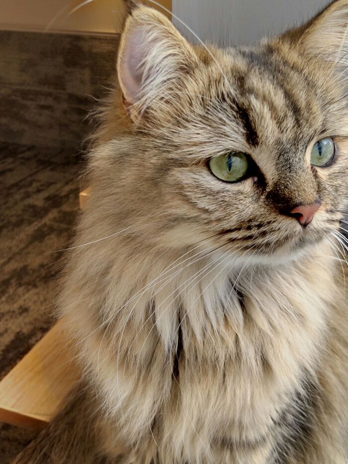 「ねこじゃらし」で、猫と遊ぶと楽しそう!って思いましたよ。でも、危険ーー!