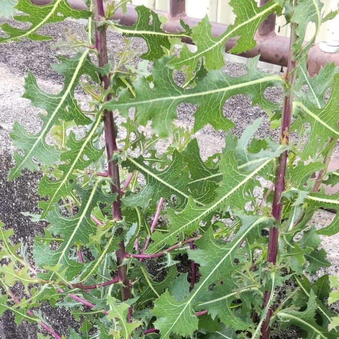 【6月道端の身近な植物】毒もある、変わった葉の雑草!実は、危険なんですよーー!レタスの親戚って本当?