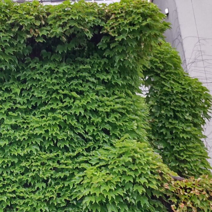 怖い!お家をまるごと飲み込む植物、隣の家まで…。デビル?天使?花言葉は「永遠の愛」「結婚」の2つ!