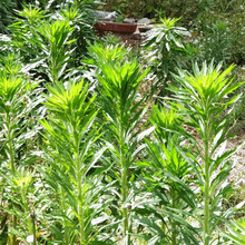 【6月の道端の雑草】いざという時の為に覚えておいて!「要注意外来生物」ですが役に立つかもーー!