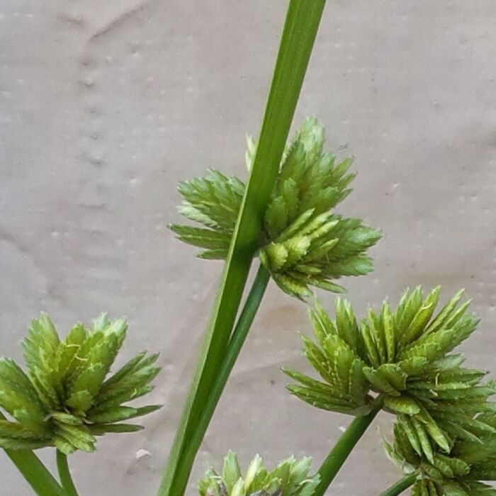 この植物は「カヤツリグサ」の仲間。おそらく「メリケンガヤツリ」(米利堅蚊帳吊)です