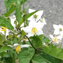 【6月道端の危険な雑草】悪魔のトマト!子どもに危険が!牧野富太郎も「悪茄子」とつけた極悪ぶりが凄い!