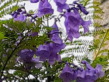 この花…ご存知ですか?世界三大花木の1つです!~埼玉県で咲きました~