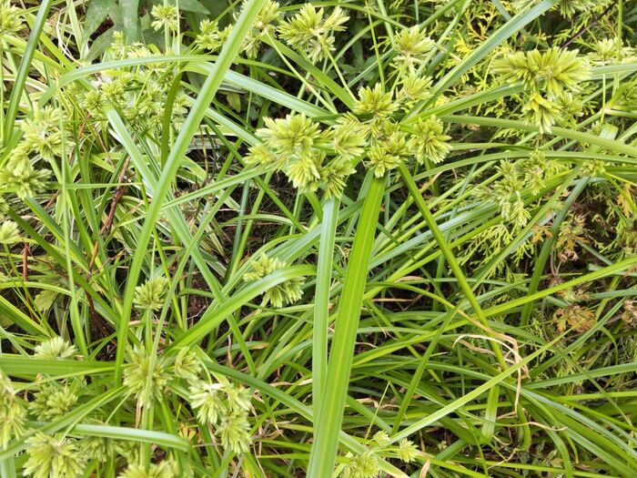 「ショクヨウカヤツリグサ」の塊茎は、スーパーフード、健康食品になっているらしい