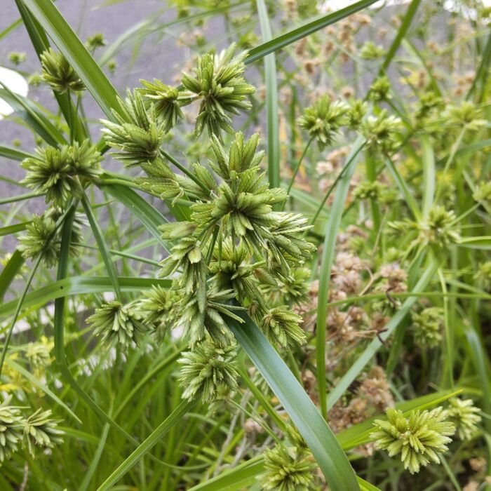 「メリケンガヤツリ」は、外来生物法による要注意外来生物に指定されています