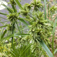 【6月の道端】不思議ばかり!スーパーフードの「タイガーナッツ」と繋がった、最強の厄介ものの雑草