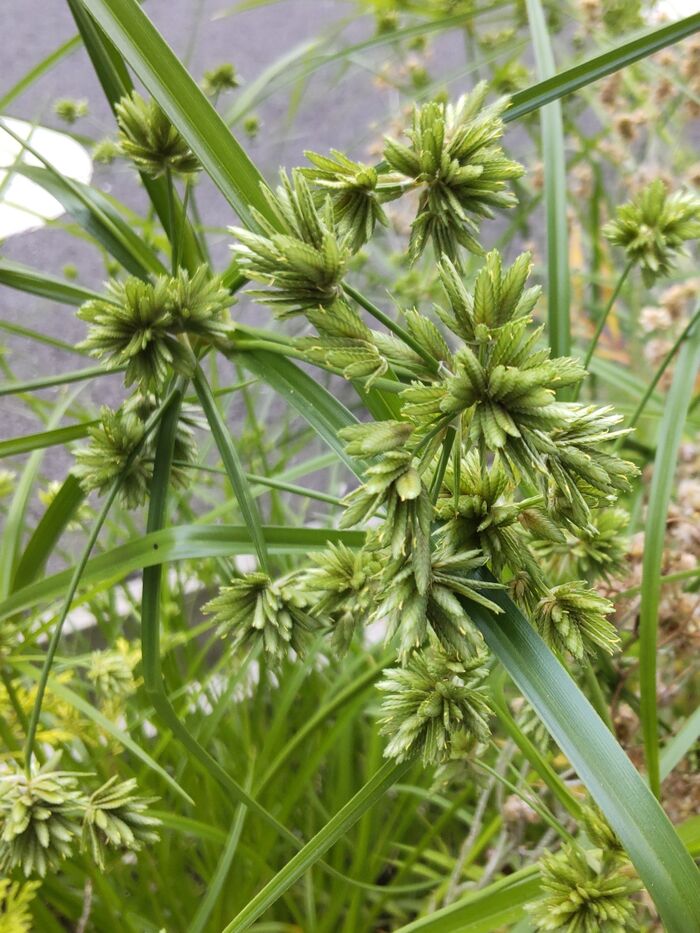 【6月の道端】不思議ばかり!スーパーフードの「タイガーナッツ」と繋がった、最強の厄介ものの雑草