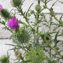 【道端の身近な危険な植物】史上最悪の雑草「アメリカオニアザミ」を駆除!バラバラに!棘は何処に?毒は?