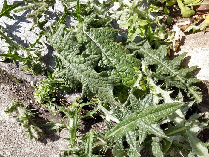 近所で見つけた、まだ小さい株の「オニアザミ」を駆除してみました。