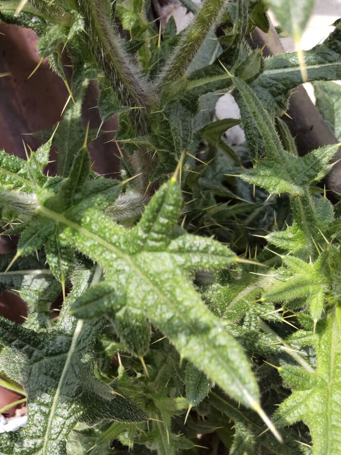 環境省から「生態系被害防止外来種」の認定を受けています。