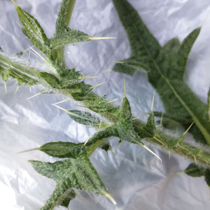 でもでも、葉にも茎にも鋭いトゲが全方向に向いてたくさんあるんです。