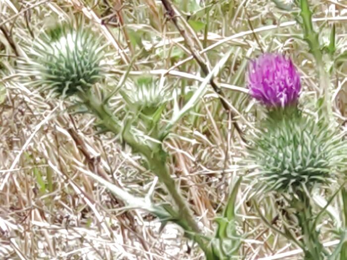 「アメリカオニアザミ」の花言葉は「威圧感」「強さ」です。