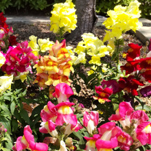 【6月の道端】ギャ――!恐怖!ついに入手!金魚草の種は「ドクロ」なの?検証結果は?