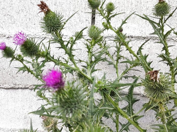 この植物は「アメリカオニアザミ」です。「セイヨウオニアザミ」という別名もあります。