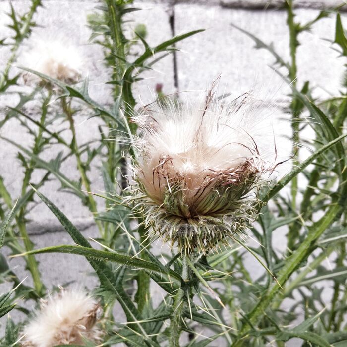 種は、風で飛んでゆきます。タンポポの種のように、遠くまで運ばれます。
